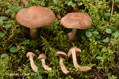 Cortinarius aptecohaerens