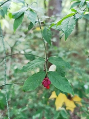 Euonymus verrucosus