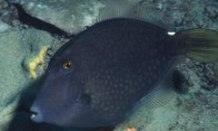 Cantherhines pardalis