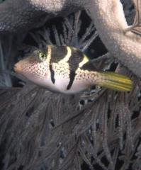 Paraluteres prionurus