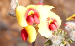 Mirbelia trichocalyx