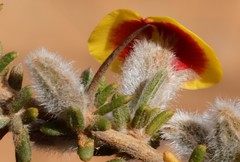 Mirbelia trichocalyx