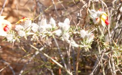 Mirbelia trichocalyx