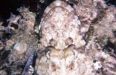 Platycephalidae