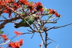 Poicephalus cryptoxanthus cryptoxanthus