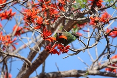 Poicephalus cryptoxanthus cryptoxanthus