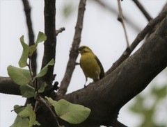 Crithagra dorsostriata