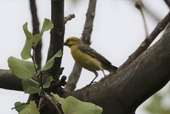 Crithagra dorsostriata