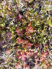 Sieversia pusilla