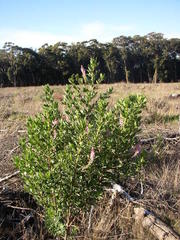 Indigofera cytisoides