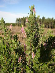 Indigofera cytisoides