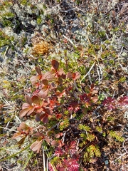 Sieversia pusilla