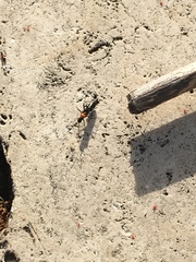 Pseudoxenetus regalis