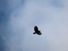 Buteo buteo rothschildi