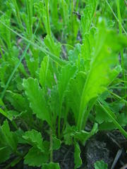 Nidorella