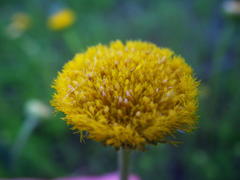 Nidorella