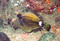 Cantherhines fronticinctus