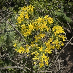 Euryops linifolius