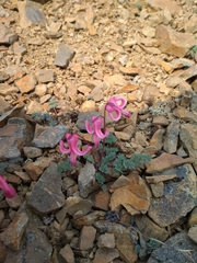 Dicentra peregrina