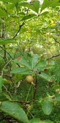 Aesculus glabra glabra