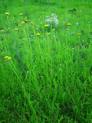 Nidorella