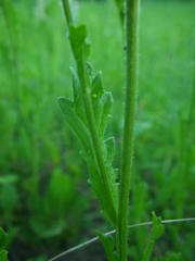 Nidorella