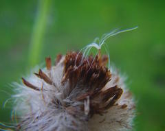Nidorella