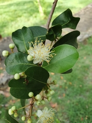 Myrtaceae