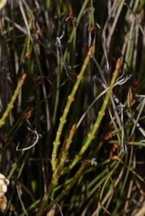 Psammomoya choretroides