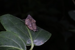Mahathala ameria
