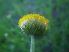 Nidorella