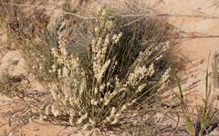 Psammomoya choretroides