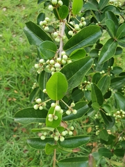 Myrtaceae
