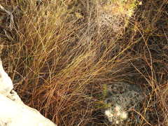 Bupleurum rigidum paniculatum