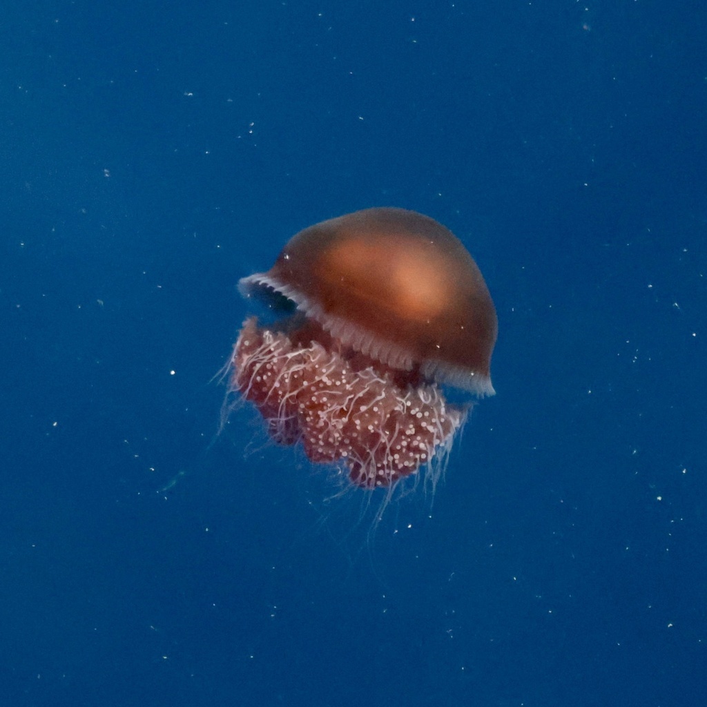 Sea Tomato