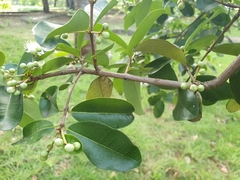 Myrtaceae