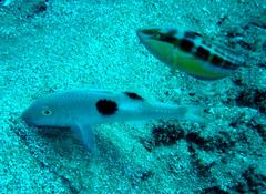 Parupeneus pleurostigma