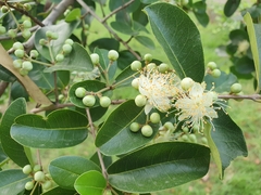 Myrtaceae