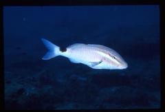 Parupeneus rubescens