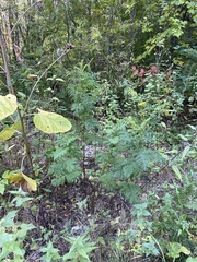 Tanacetum vulgare crispum
