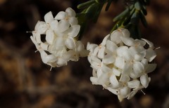 Pimelea brevifolia
