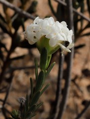 Pimelea brevifolia