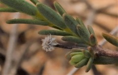 Pimelea brevifolia
