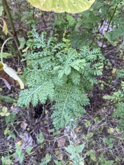 Tanacetum vulgare crispum