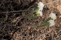 Pimelea brevifolia