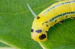 Macroglossum passalus