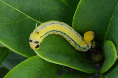 Macroglossum passalus