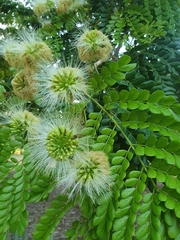 Japanese Blueberry Tree (Jupunba glauca)