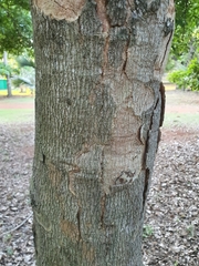 author not stated, no rights reserved Jupunba glauca, photograph author not stated, no rights reserved