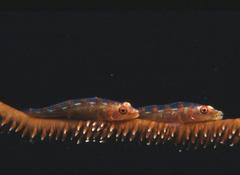 Whip Coral Goby photo 5